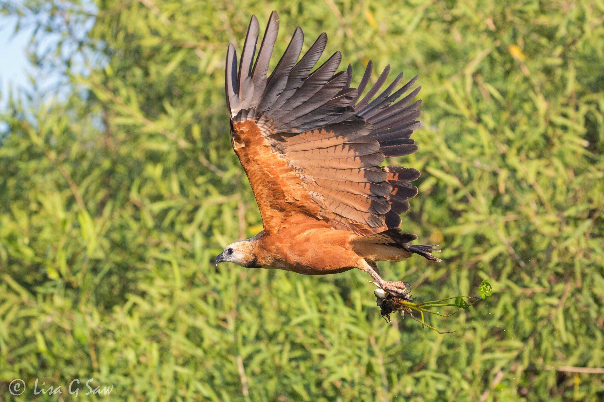 Black Collared Hawk flying with frog in talons