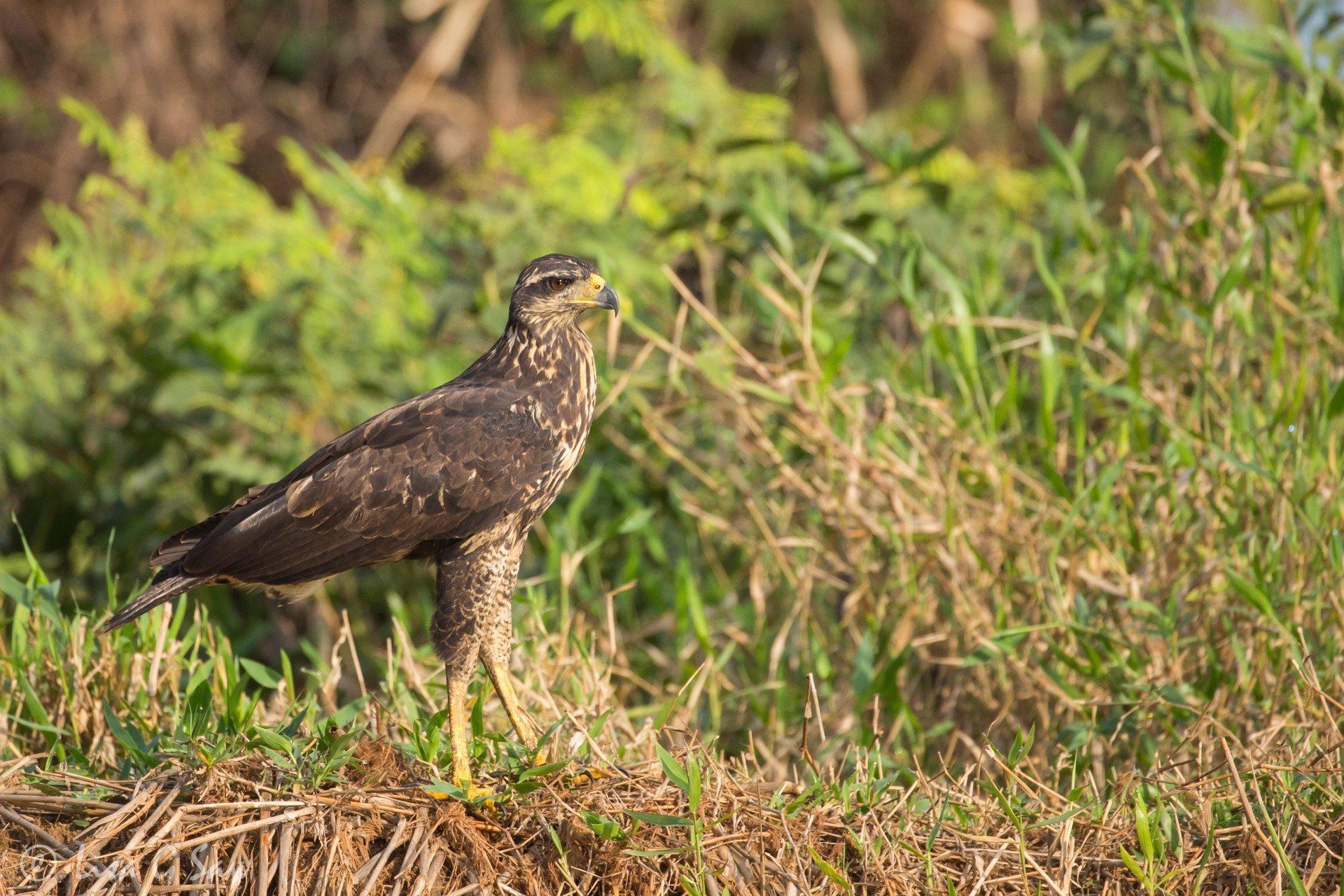 Immature Great Black Hawk on riverbank