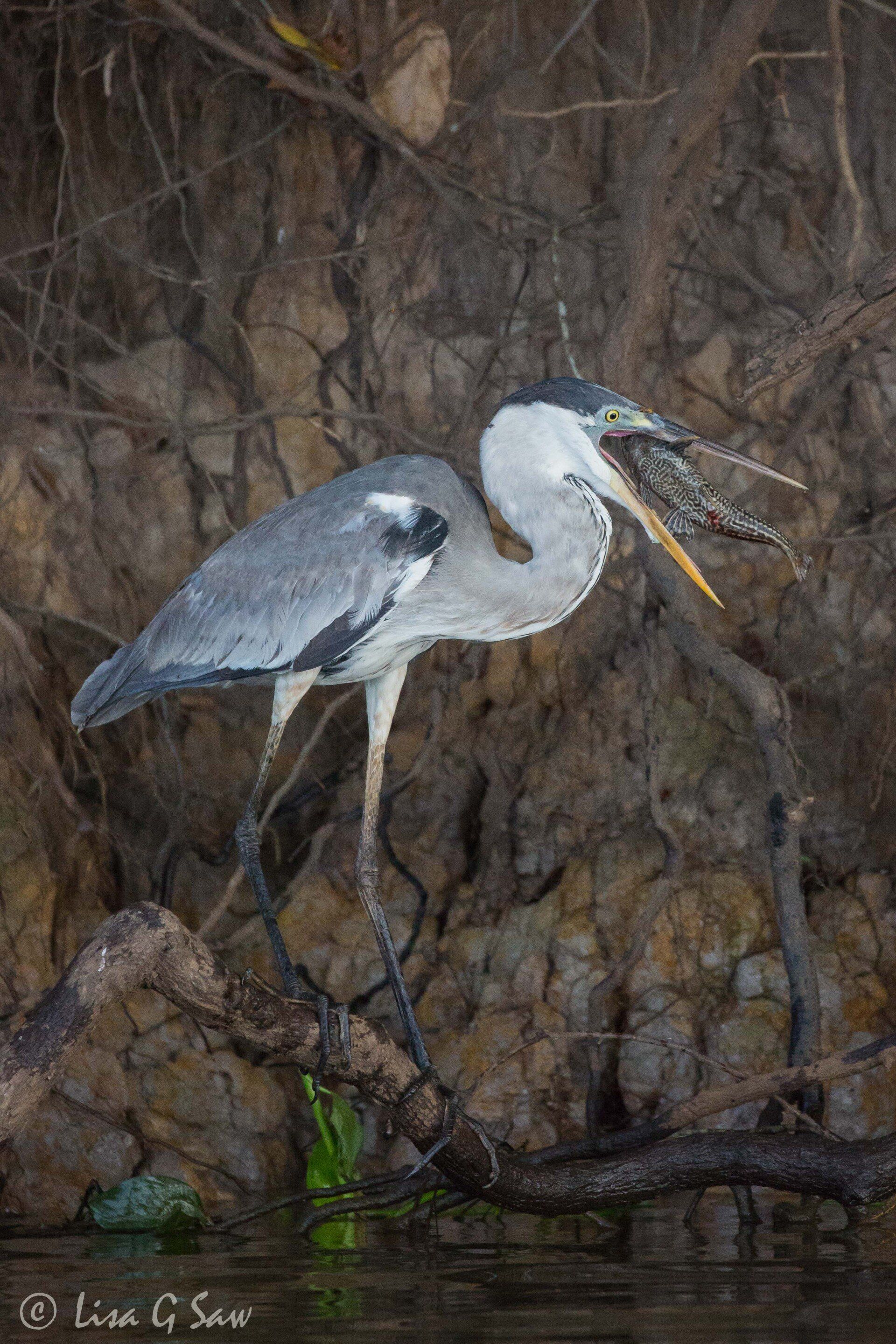 Cocoi Heron with Catfish in its open beak