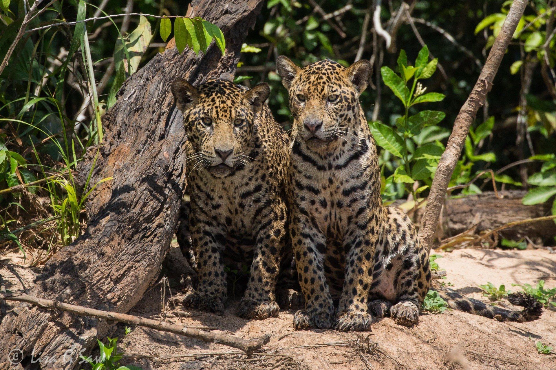 Jaguar brothers sitting together on top of bank