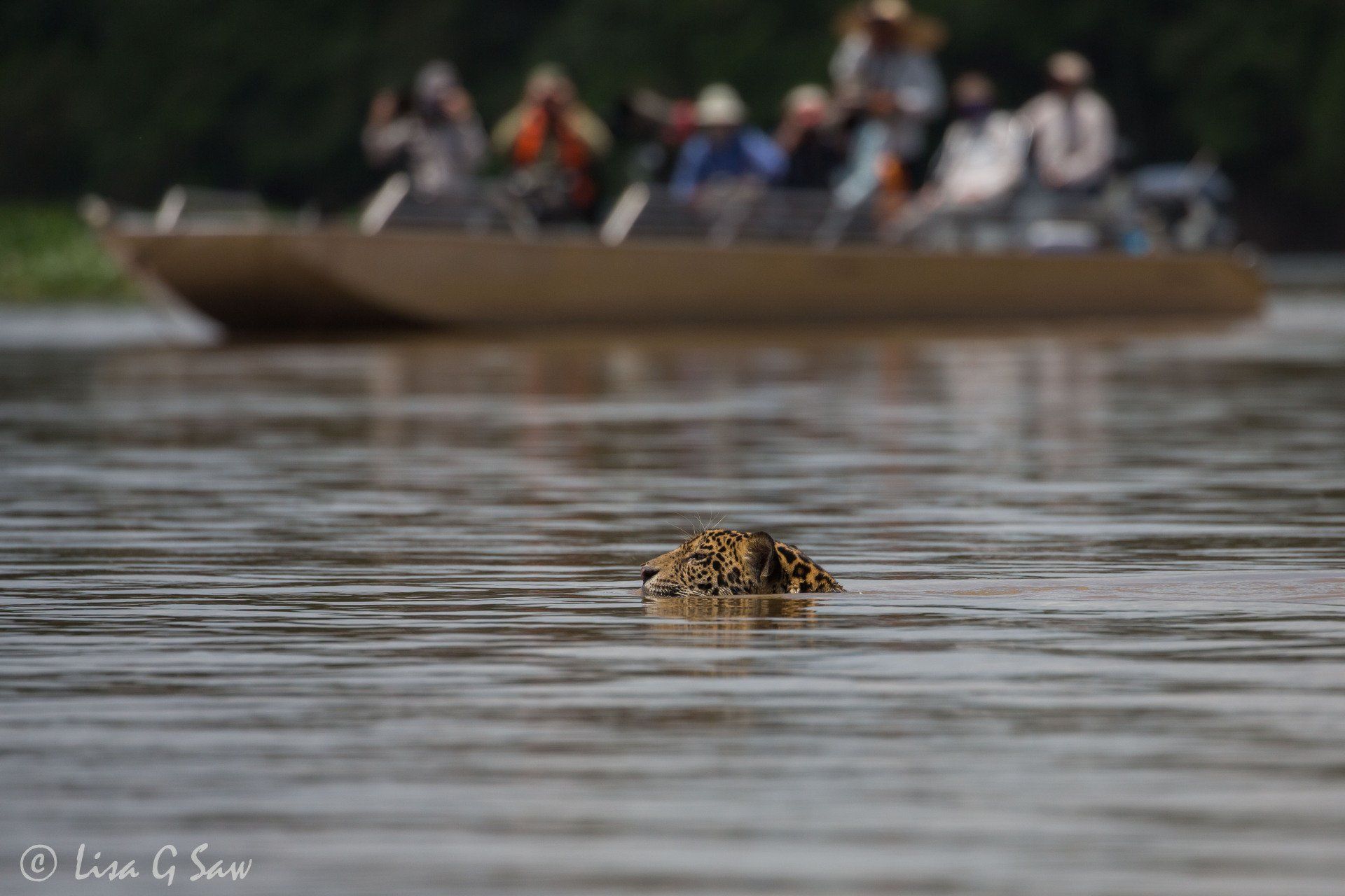 Jaguar swimming across river with boat in background