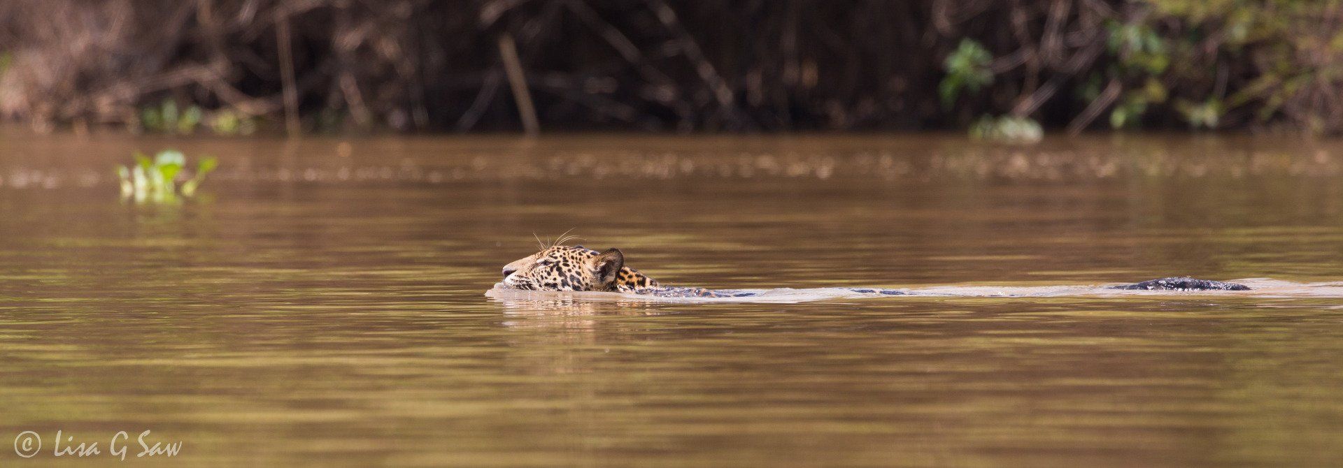 Jaguar swimming in brown water