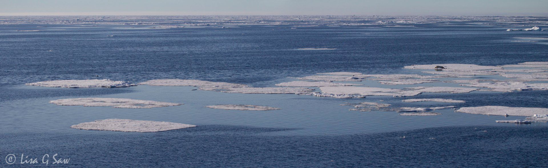 Polar Bear swimming towards another with seal carcass