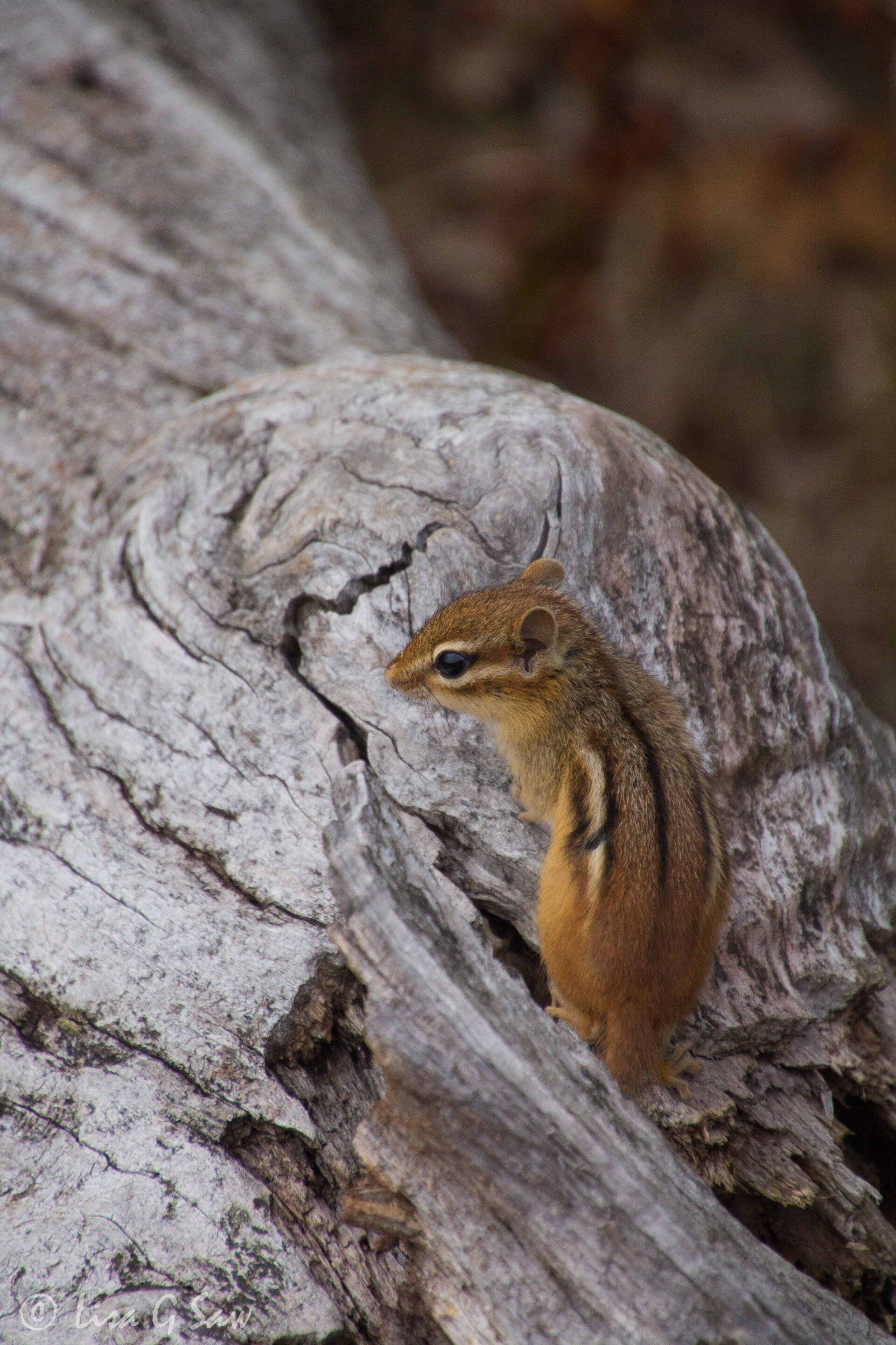 Eastern Chipmunk appears from hole in dead tree
