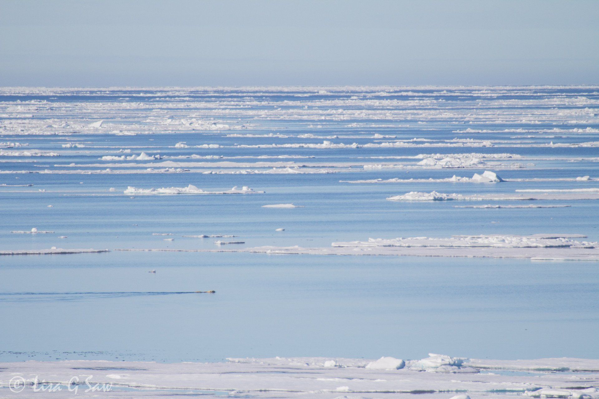 Polar bear swimming surrounded by Arctic sea ice