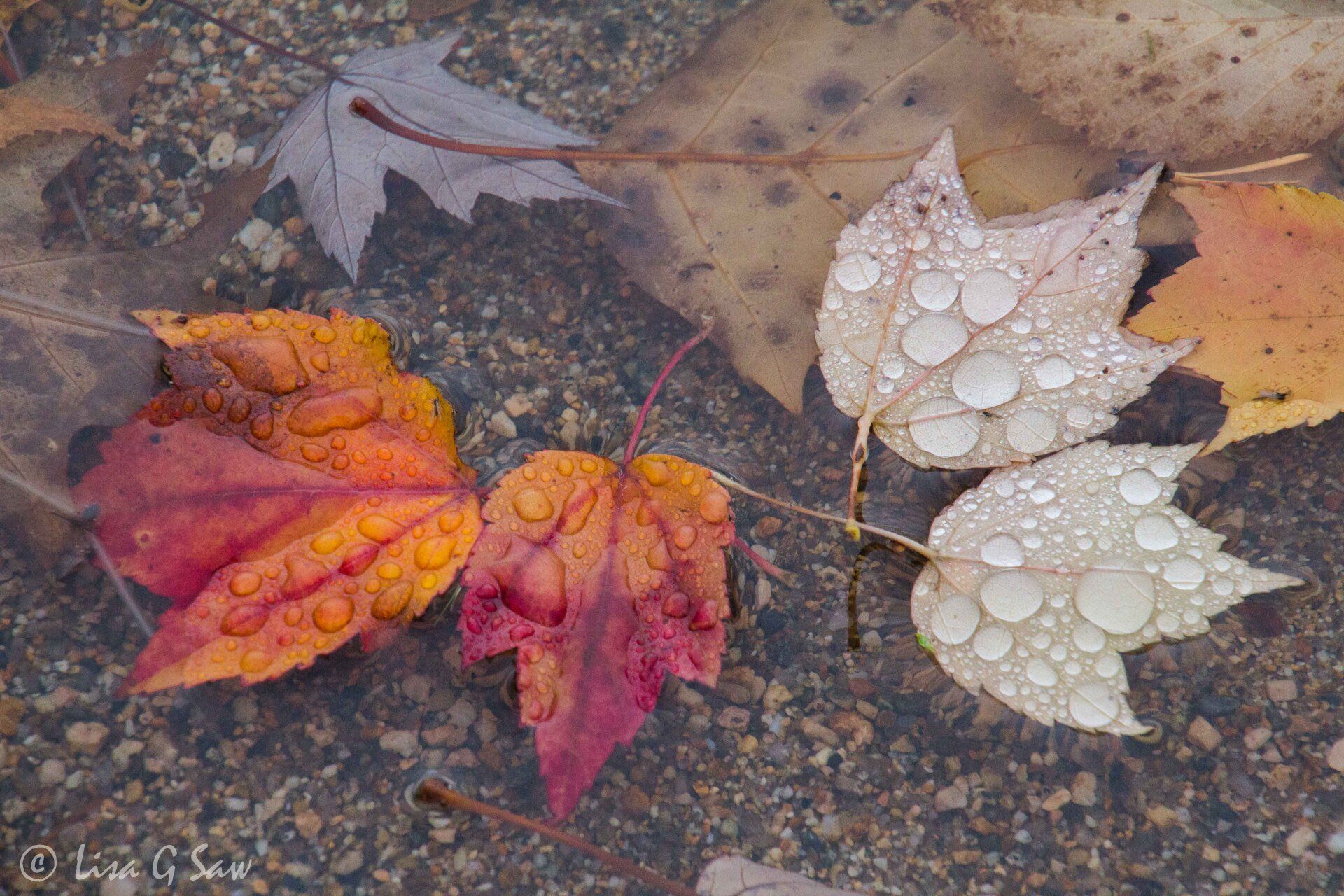 Autumn leaves in the water
