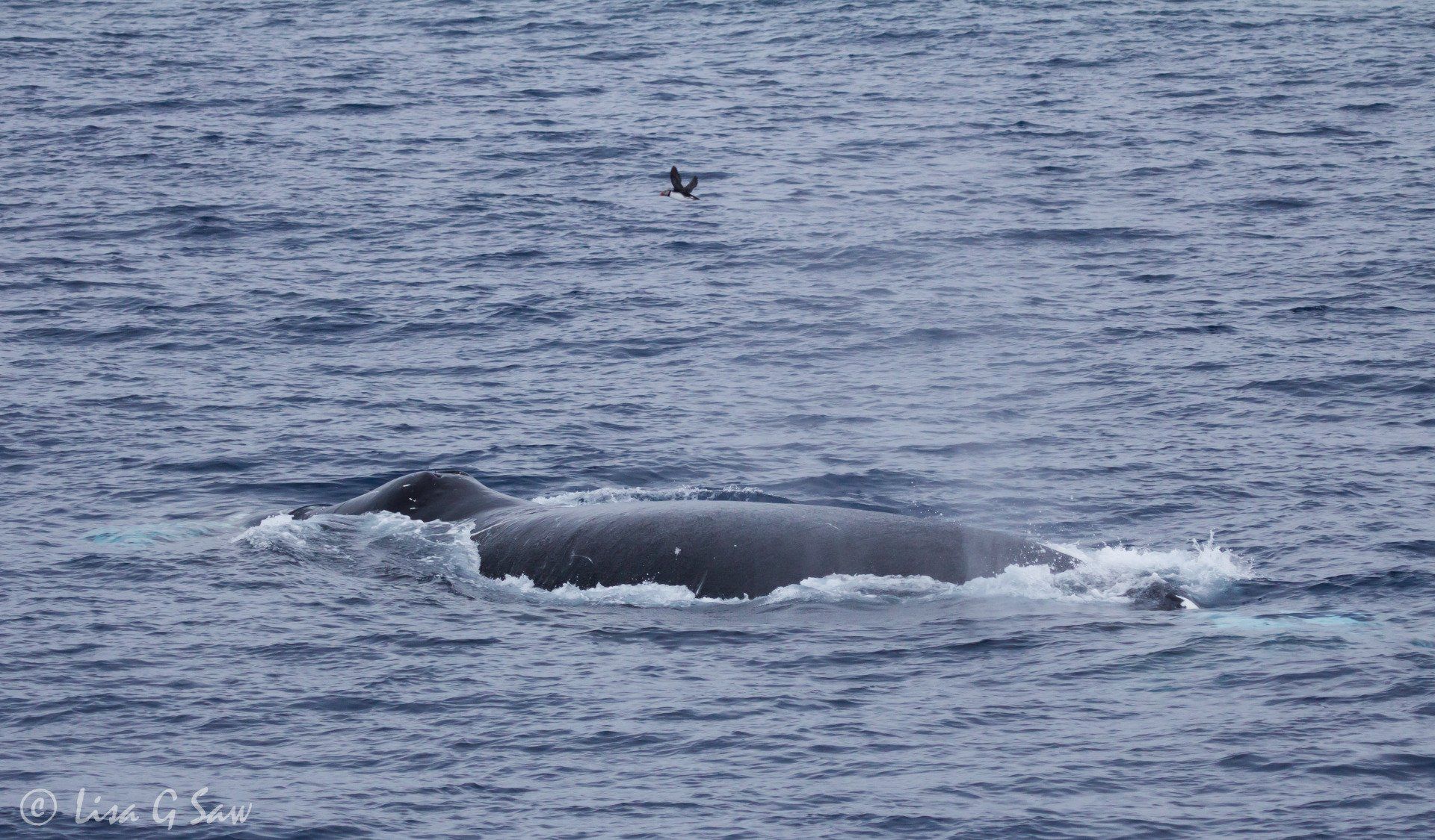 Puffin flying above a Bowhead Whale
