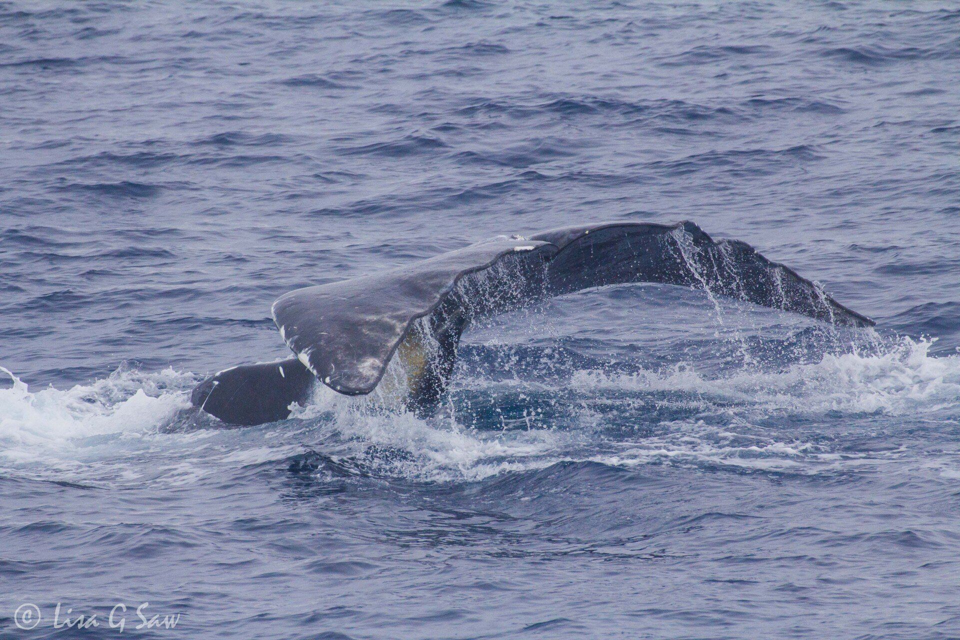 Tail of Bowhead Whale with water dripping off as it dives