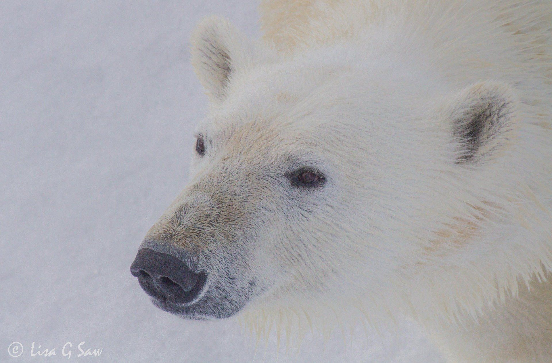Close up of Polar Bear face in Norway