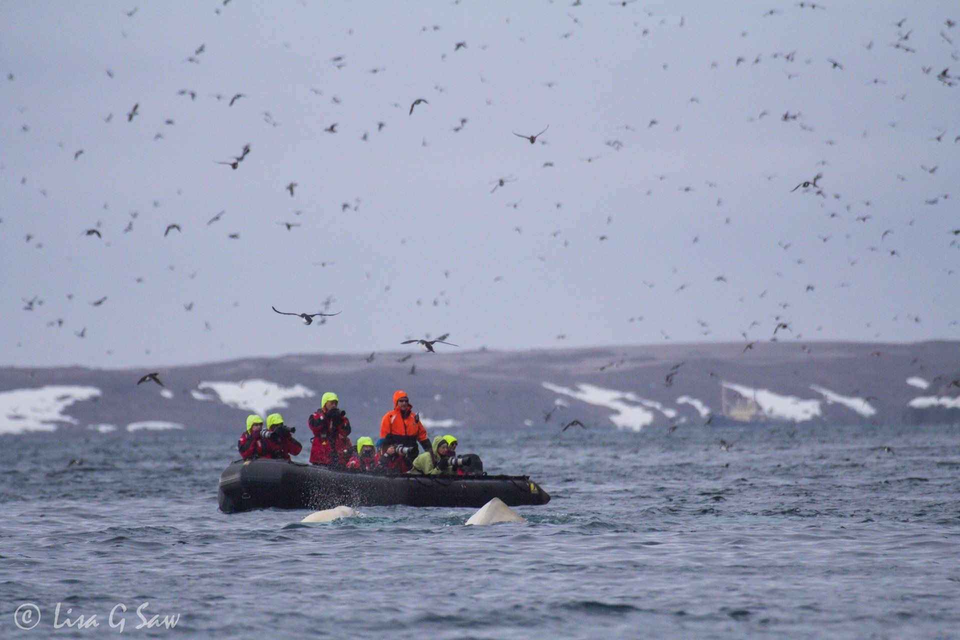 Beluga Whales near zodiac with seabirds flying above at Alkefjellet