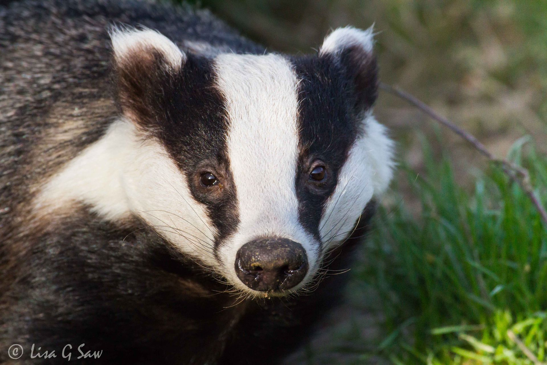 Badger looking forward at British Wildlife Centre