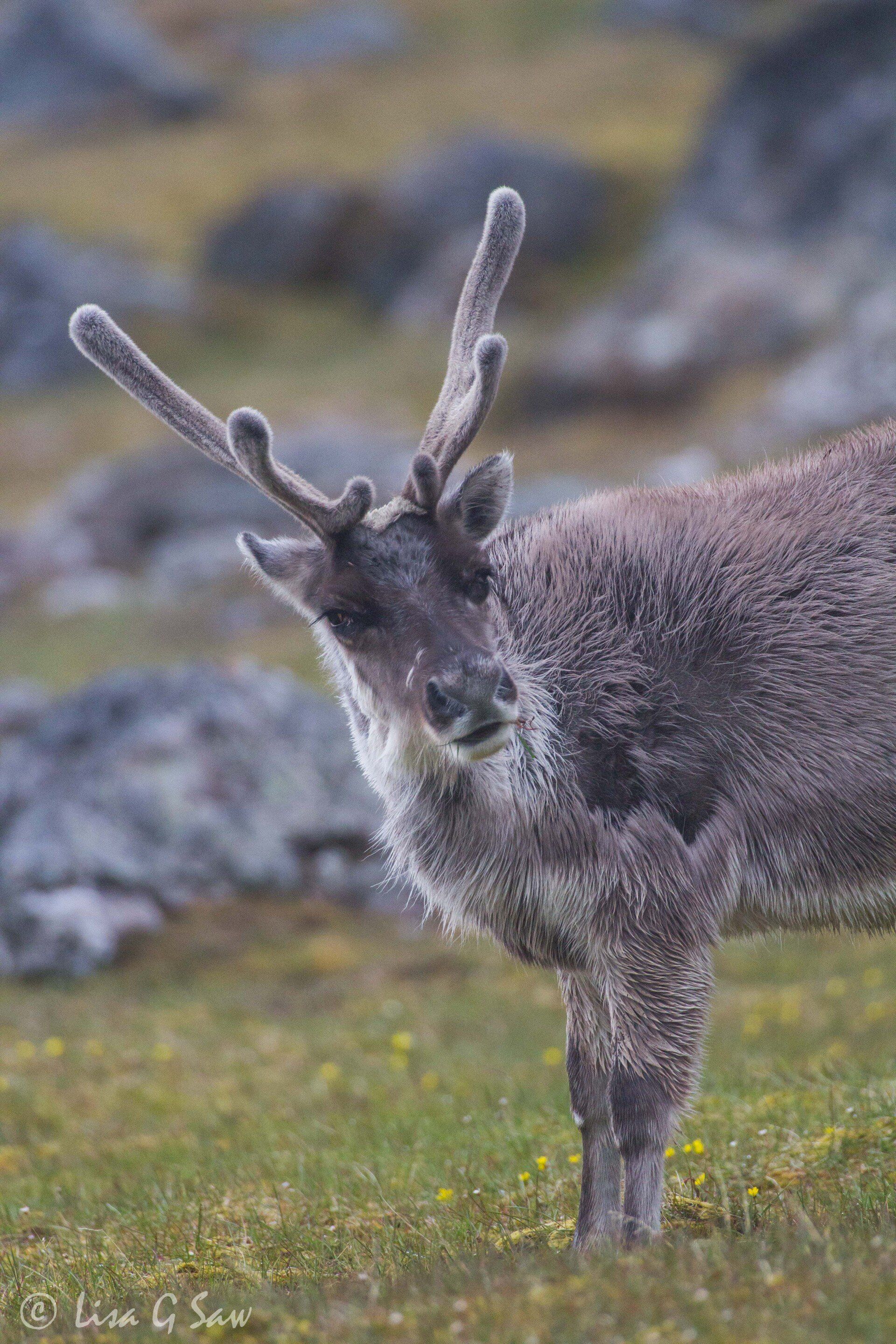 Reindeer looking at camera on Svalbard