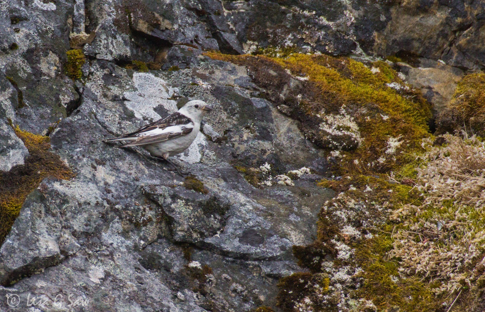 Snow Bunting in breeding plumage on rock in Svalbard