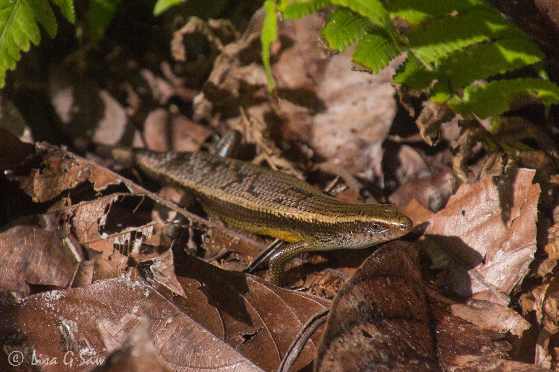 Common Sun Skink lizard in Gunung Mulu National Park