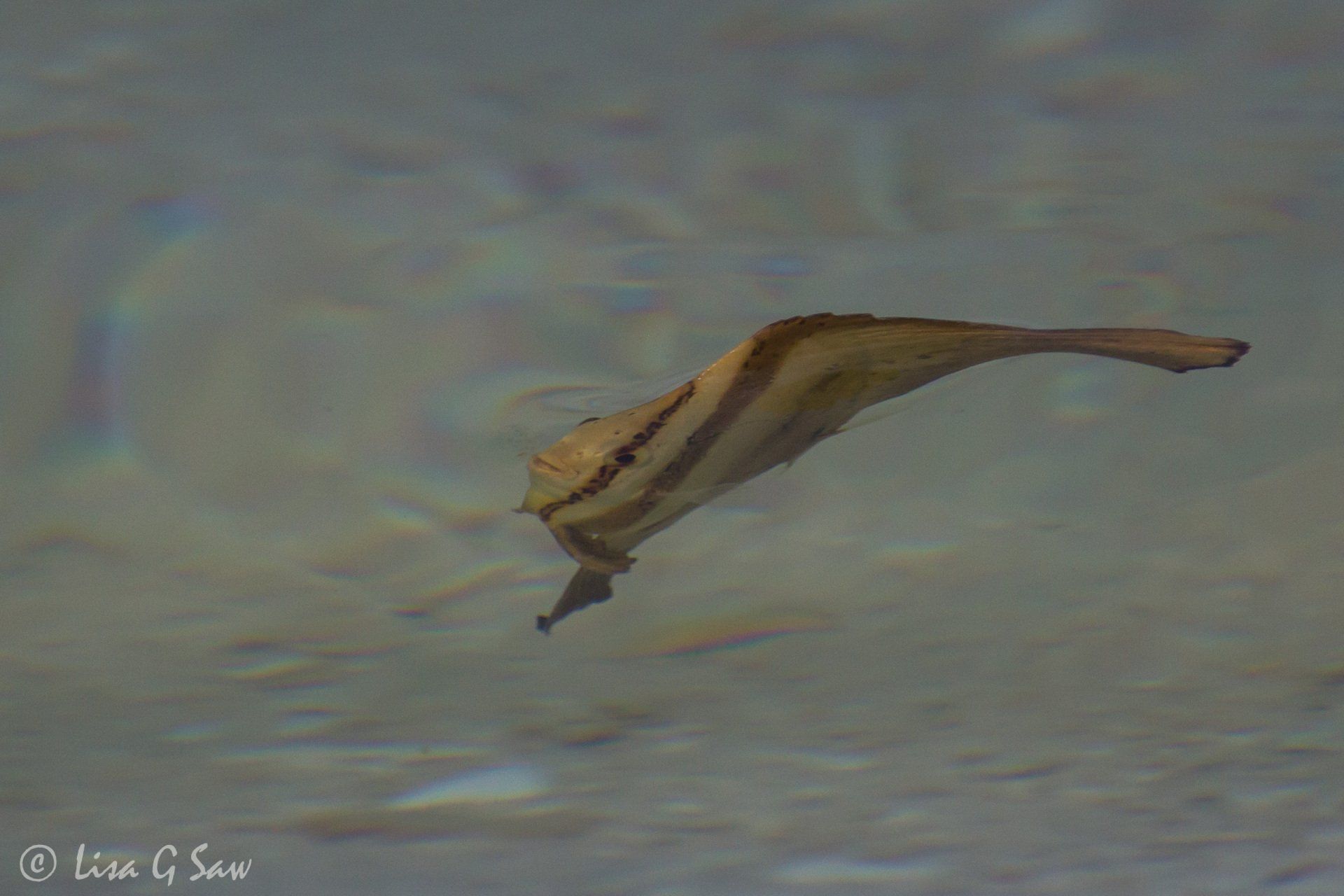 Fish that looks like a leaf in water