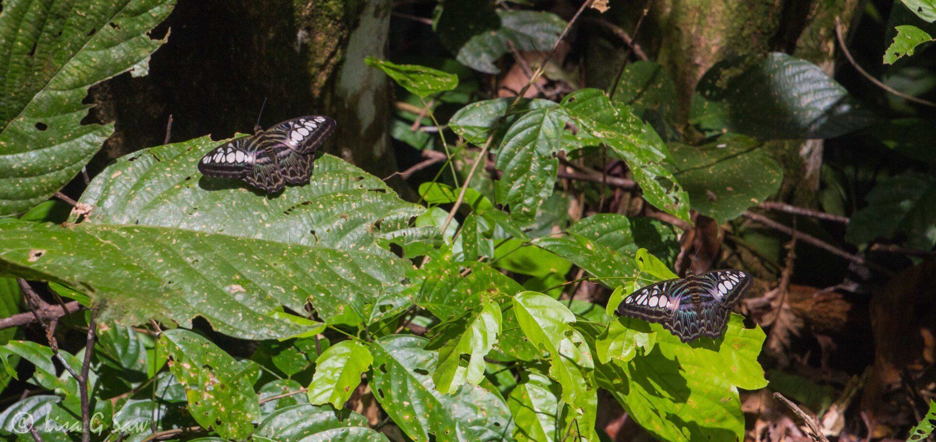 Two Borneo Clipper butterflies with wings open