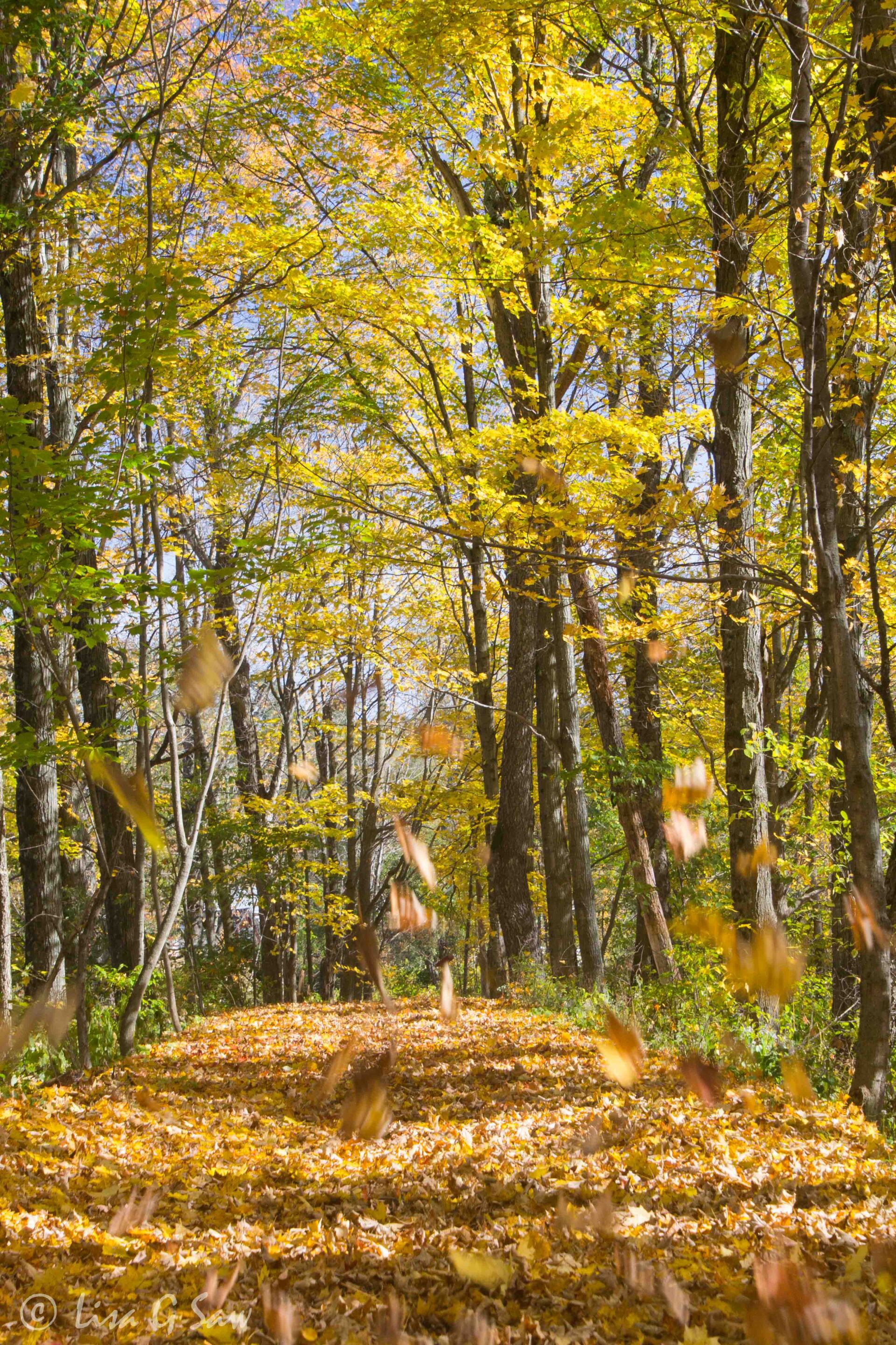 Golden autumn leaves falling along path in Vermont