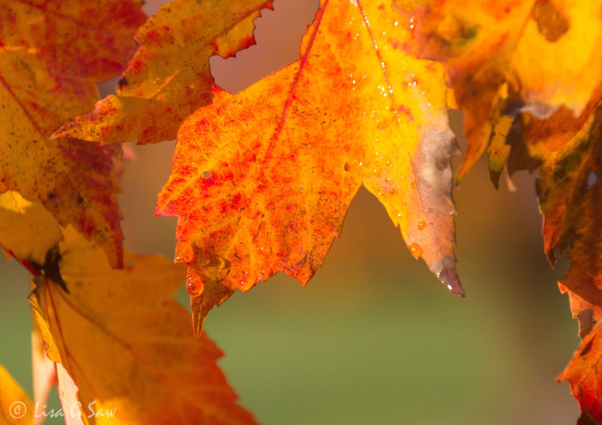 Close up of golden red autumn leaf with dew