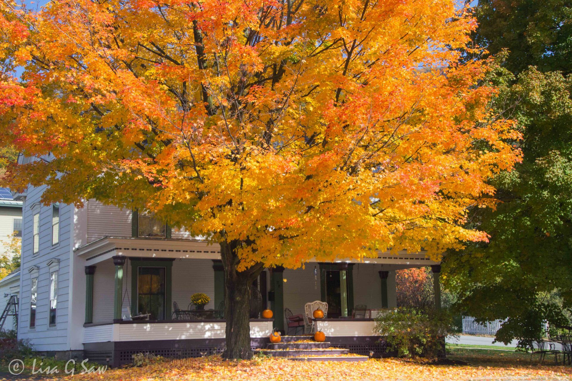 Golden leaves on tree in front of house with pumpkins