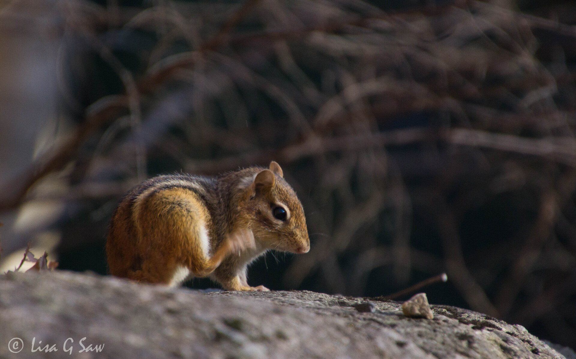 Eastern Chipmunk using foot to scratch itself