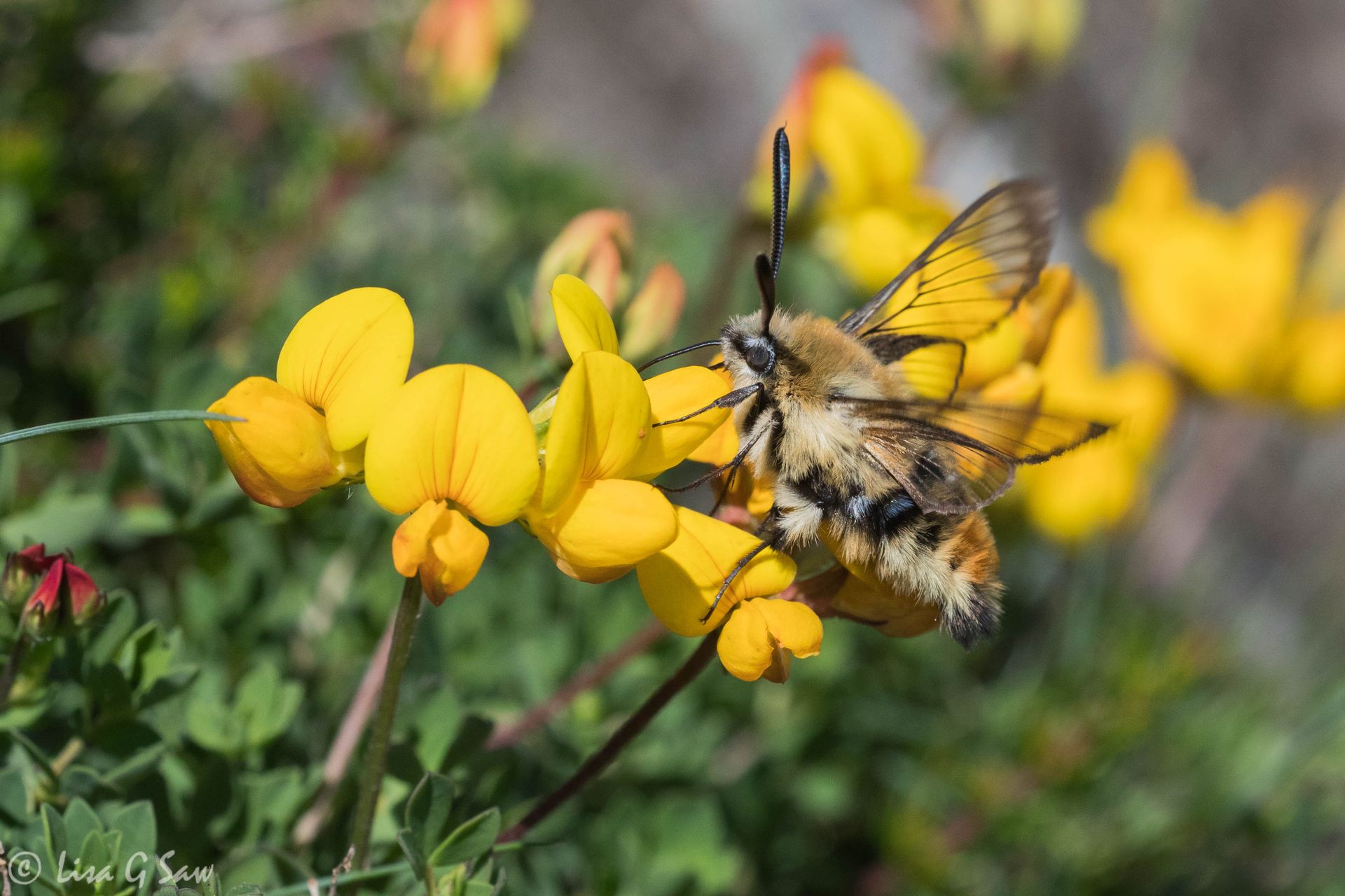 Narrow-bordered Bee Hawk-moth nectaring