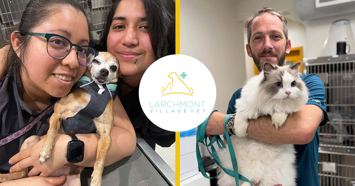 Larchmont Village Vet