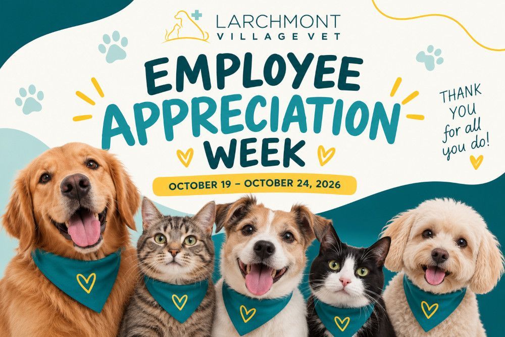 Celebrating Our Team: Employee Appreciation Week 2026