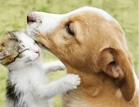 Puppies & Kittens
