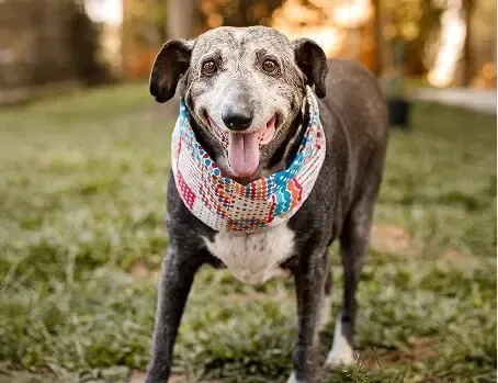 Older Pet