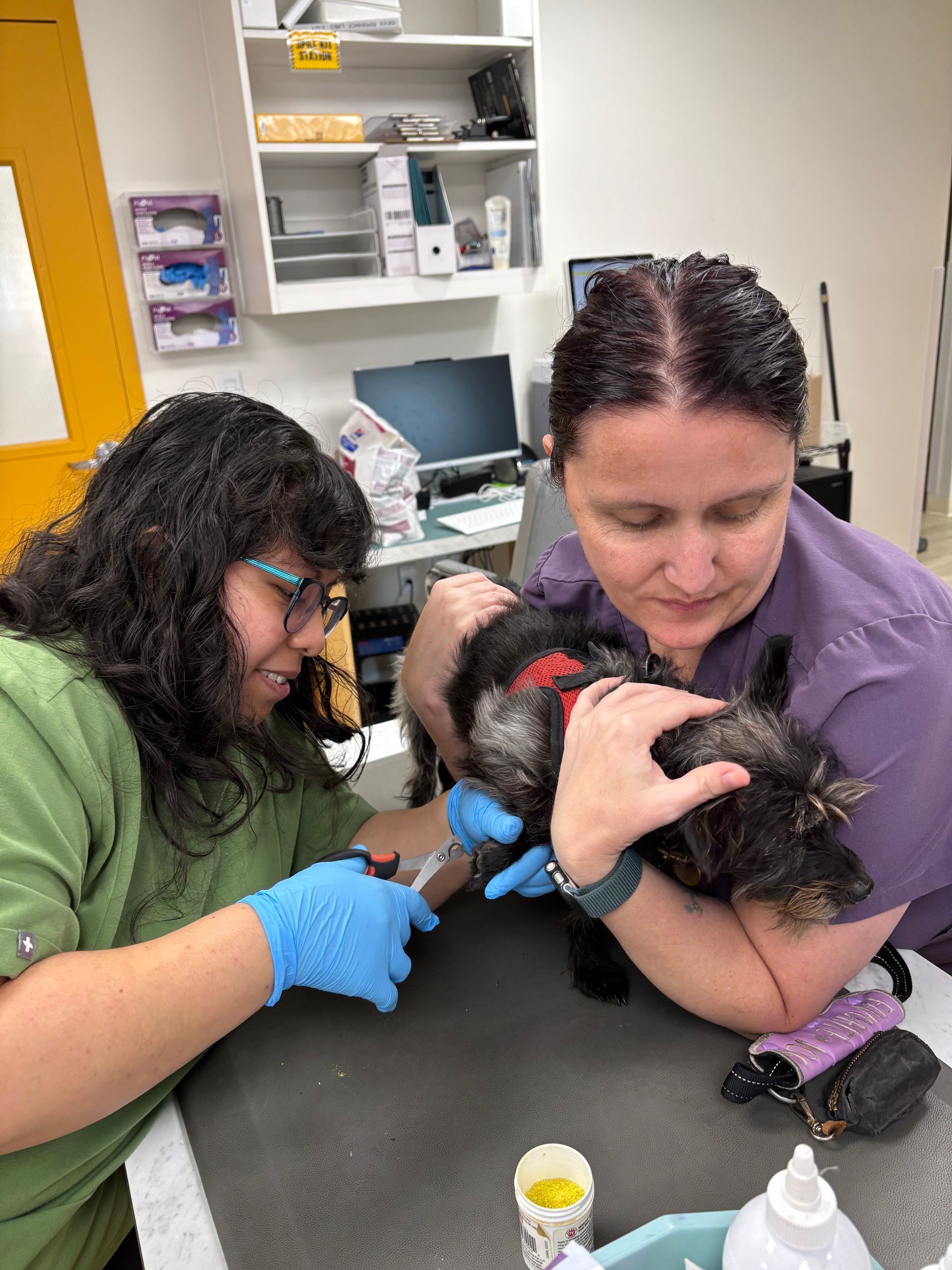 Our Veterinary Team