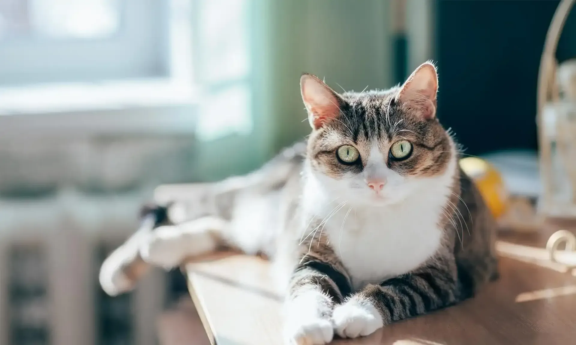 A cat on a desk