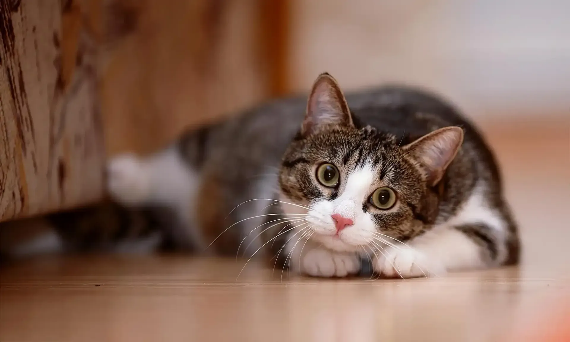 A curious cat