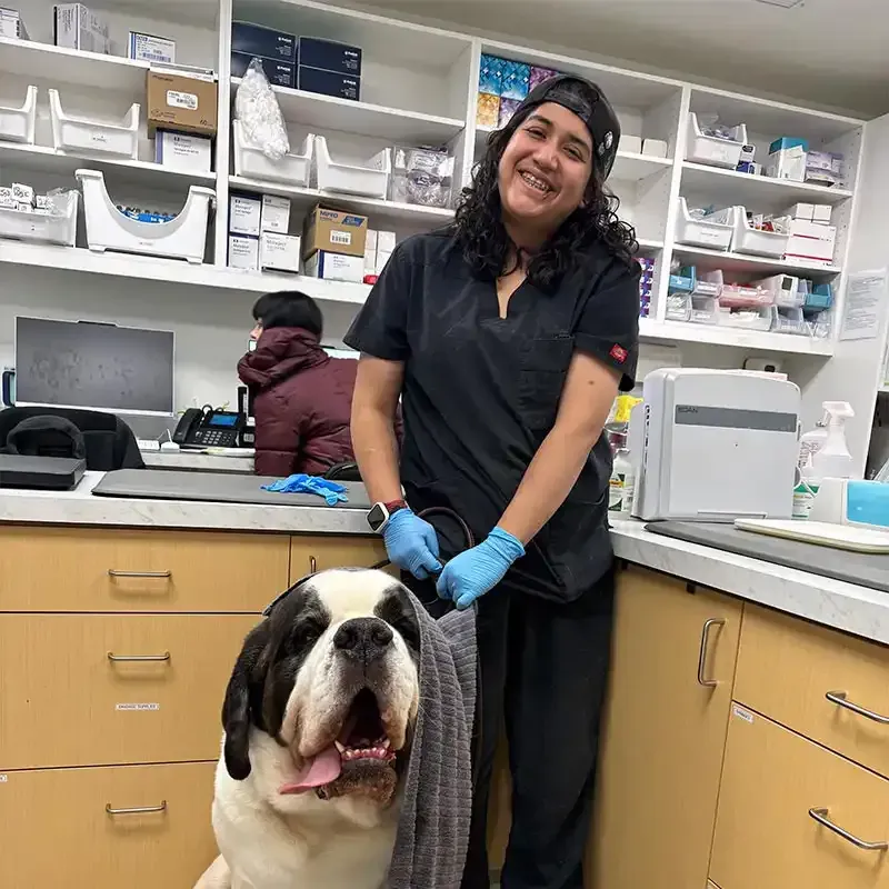 A canine patient