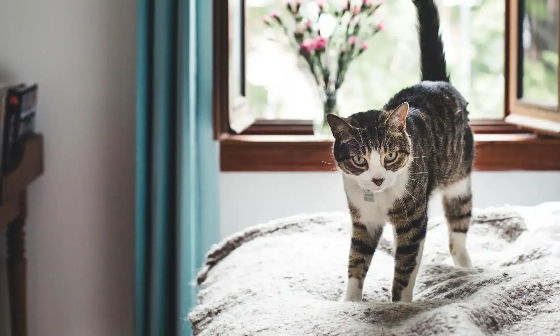 A cat on a bed