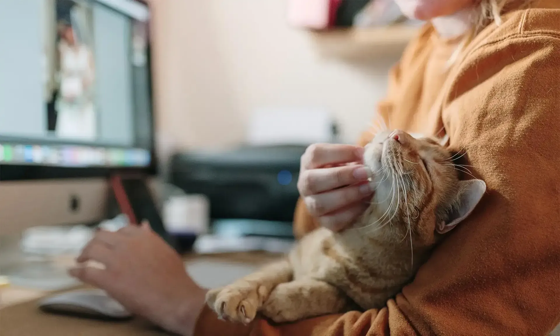 A cat with their human