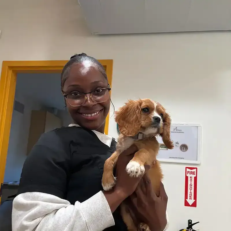 A canine patient
