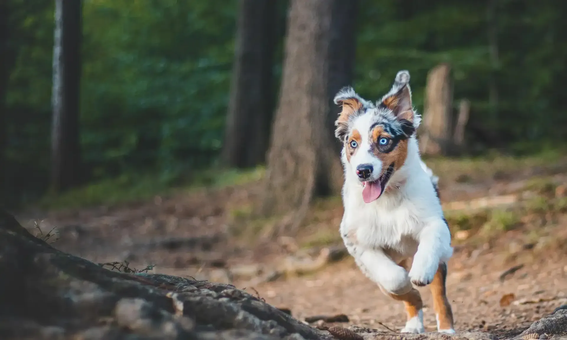 A dog in the woods