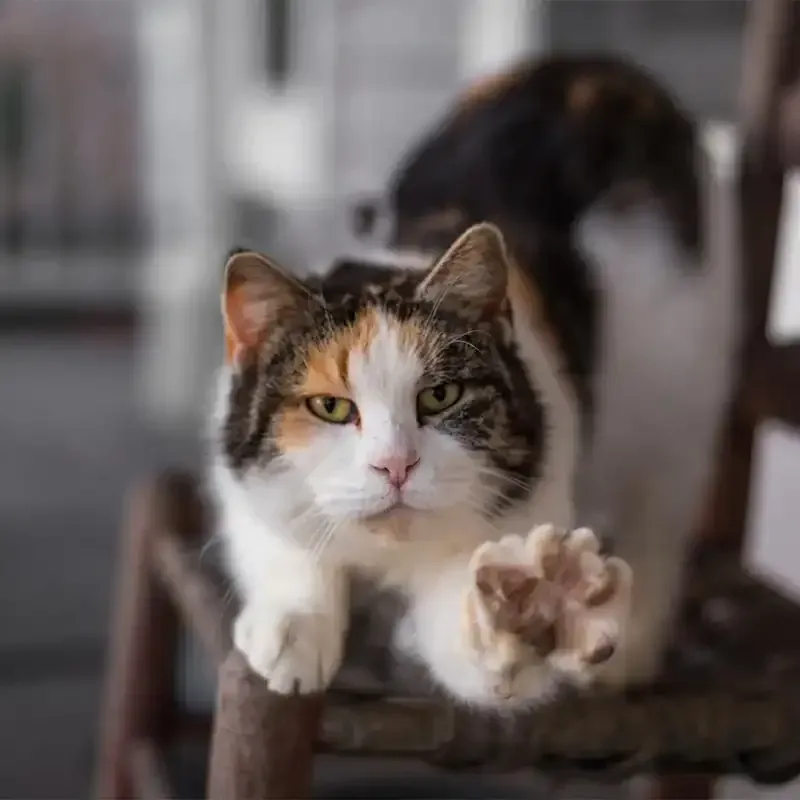 A cat stretching