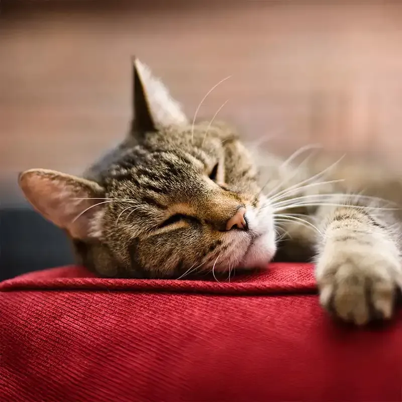 A sleeping cat