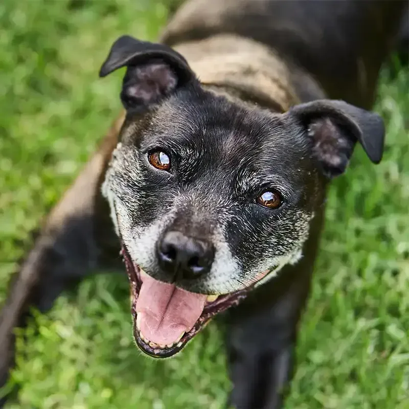 An old dog outdoors