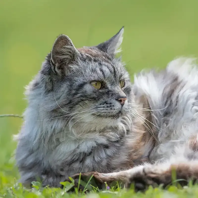 A cat on a lawn