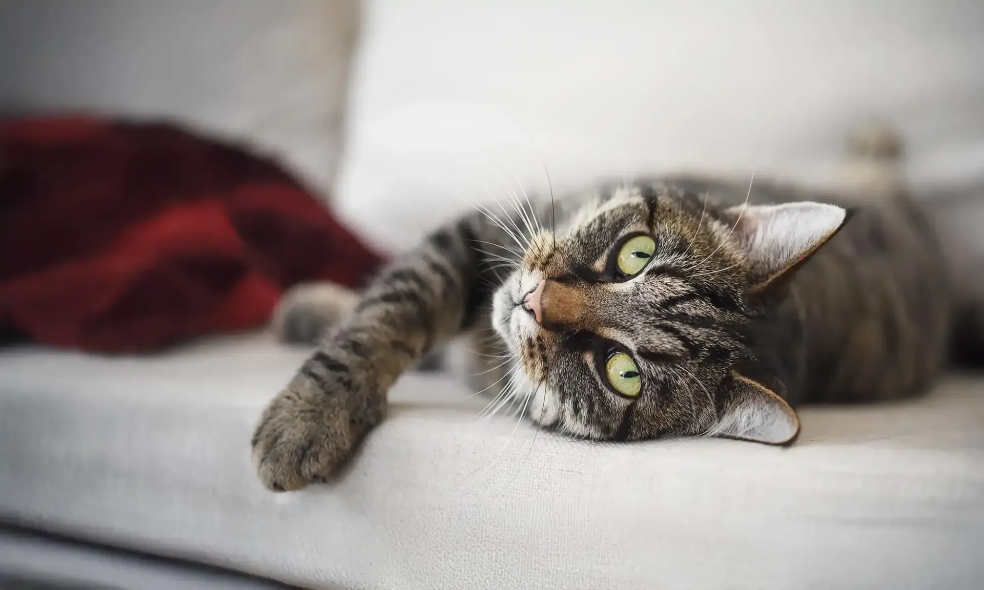 A cat on a couch