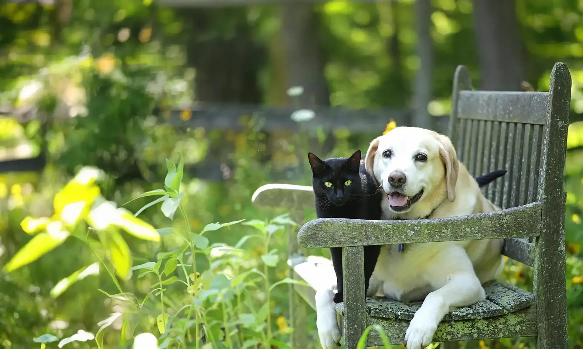 A black cat and dog on a chair outdoors