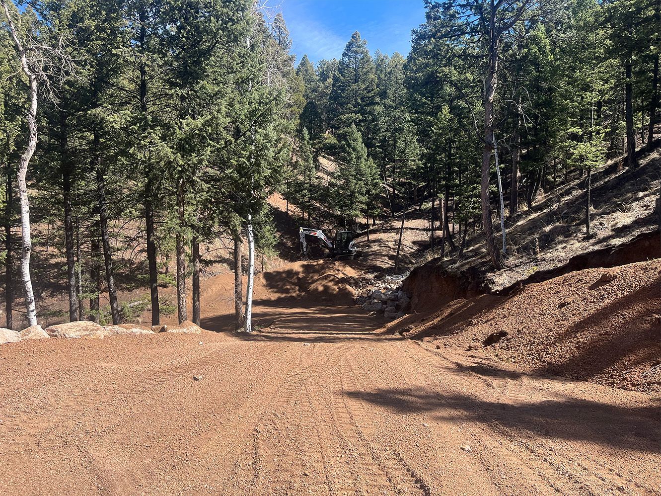 Dirt road winding through a pine forest on a sunny day, with dry leaves and trees on both sides