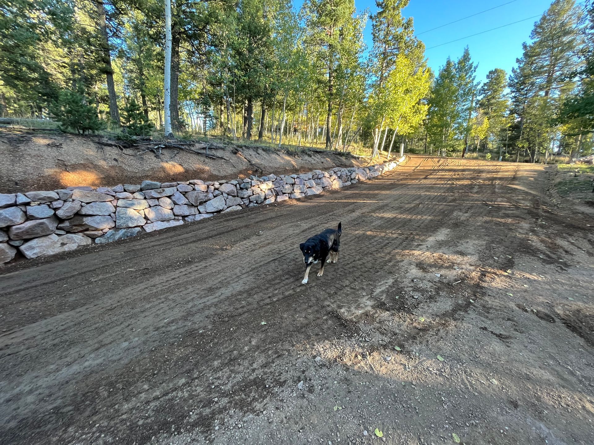 A dog is walking down a dirt road in the woods
