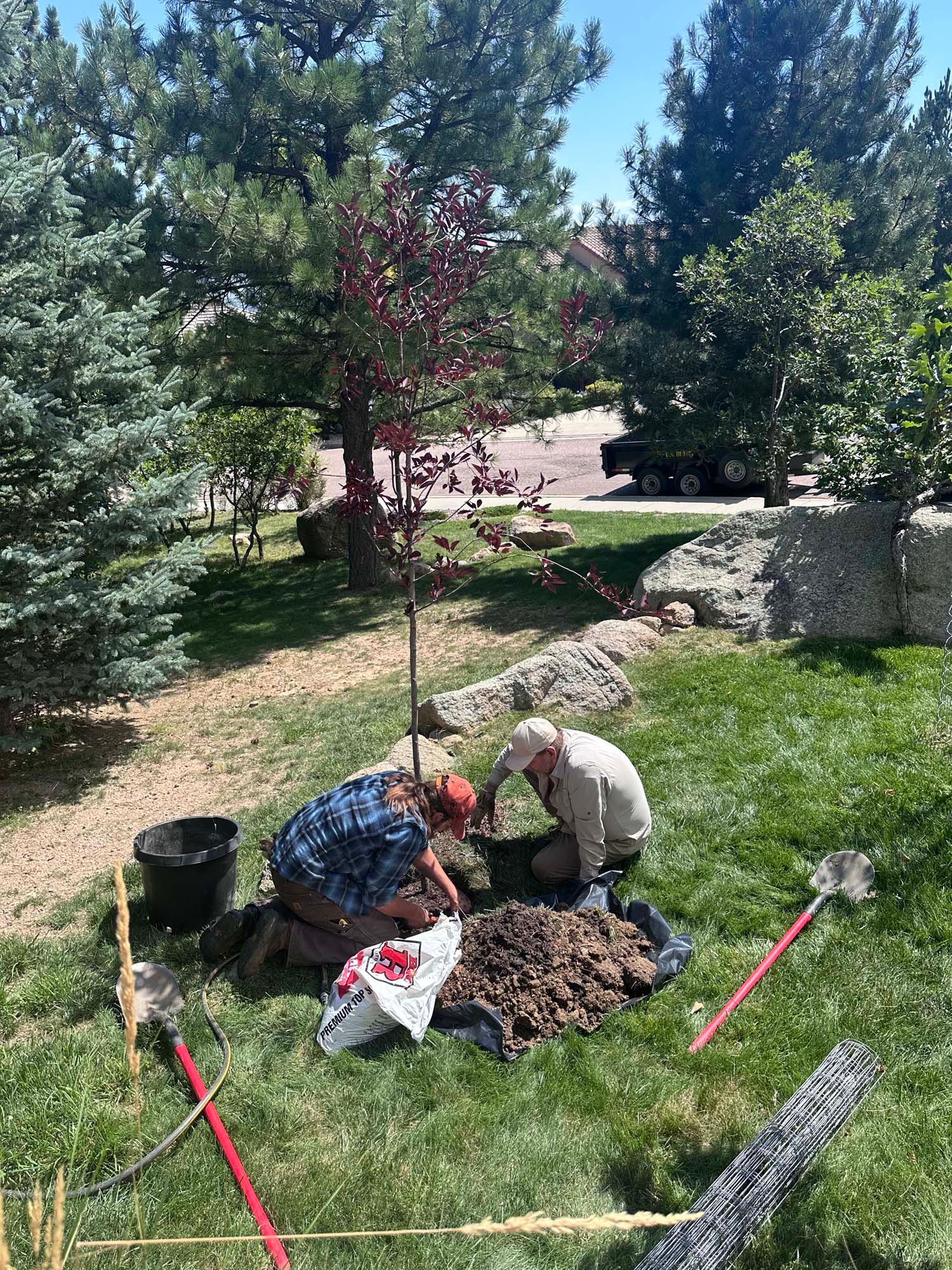Two men are planting a tree in a yard.