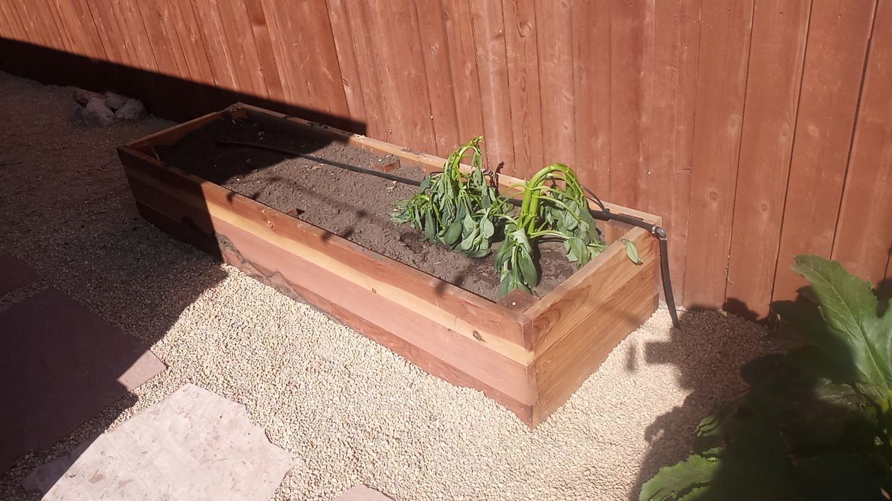 Wooden raised garden planter with wilted green plants beside a brown fence.