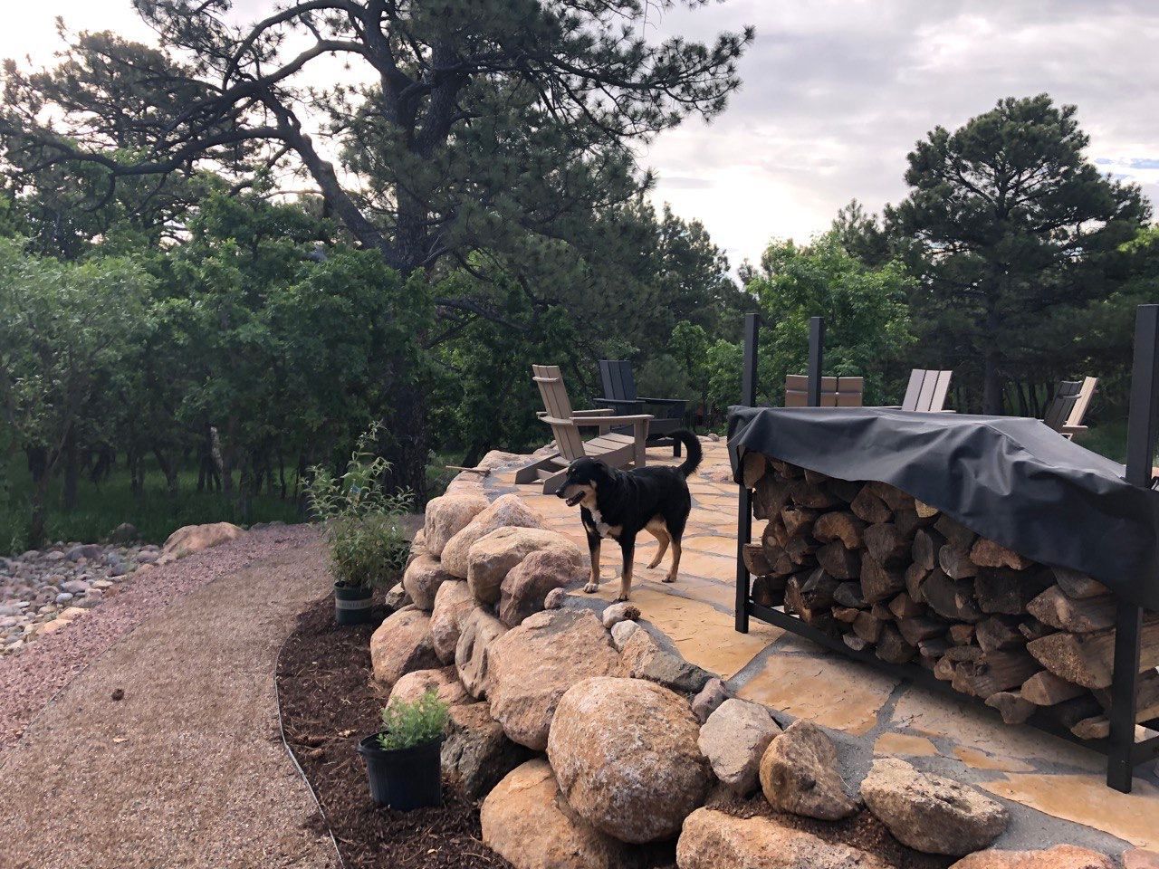 A dog is standing next to a pile of logs.