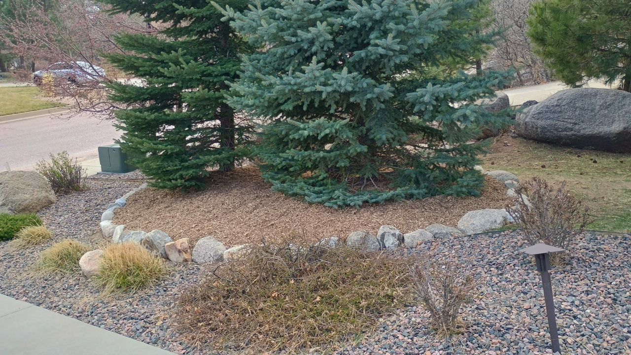 Landscaped garden bed with evergreen trees, rocks, mulch, and dry grasses beside a walkway