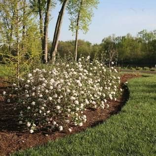 White flowering shrubs line a mulched garden bed beside a green lawn and tall trees.